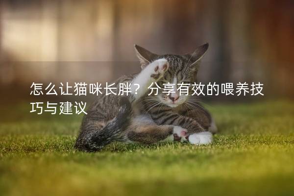 怎么让猫咪长胖？分享有效的喂养技巧与建议