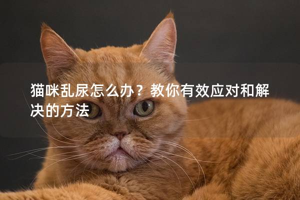 猫咪乱尿怎么办？教你有效应对和解决的方法