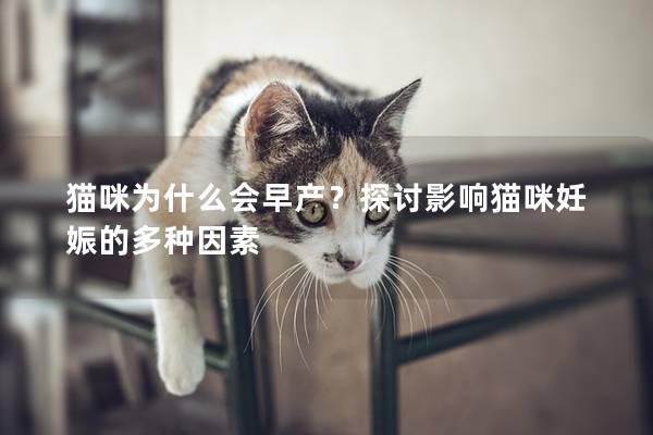 猫咪为什么会早产？探讨影响猫咪妊娠的多种因素