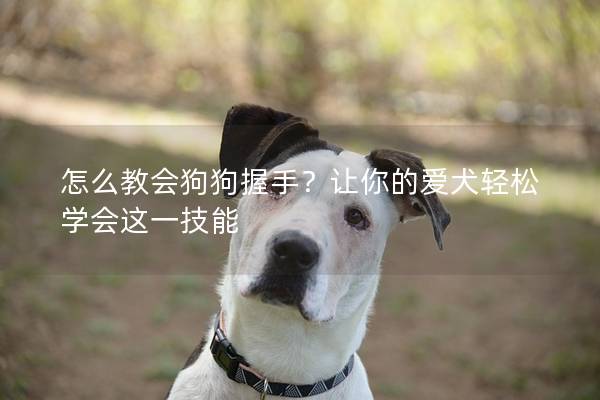 怎么教会狗狗握手？让你的爱犬轻松学会这一技能