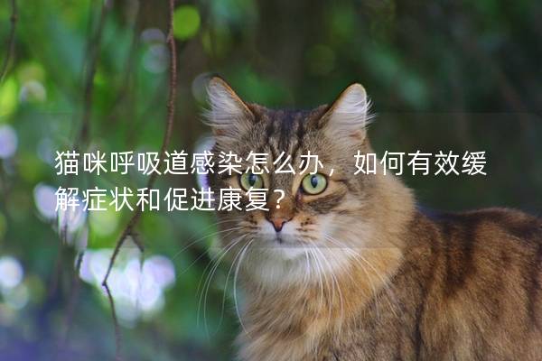 猫咪呼吸道感染怎么办，如何有效缓解症状和促进康复？