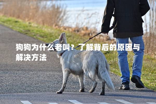 狗狗为什么老叫？了解背后的原因与解决方法