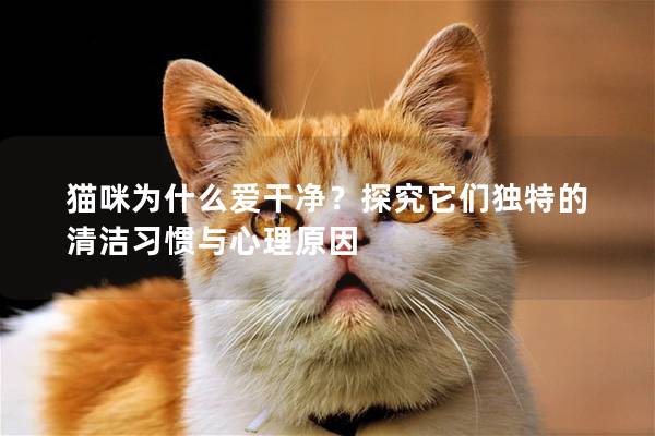 猫咪为什么爱干净？探究它们独特的清洁习惯与心理原因