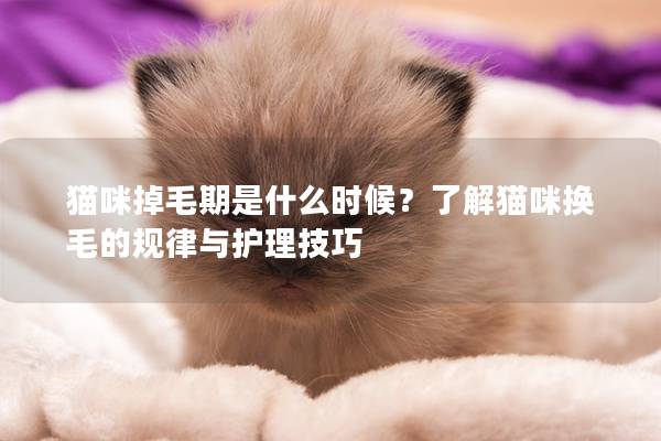 猫咪掉毛期是什么时候？了解猫咪换毛的规律与护理技巧