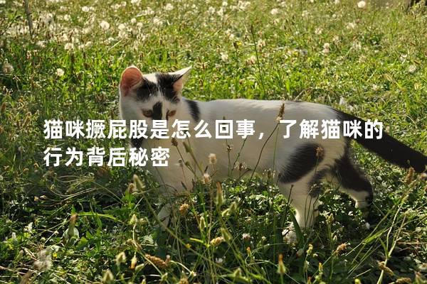 猫咪撅屁股是怎么回事，了解猫咪的行为背后秘密