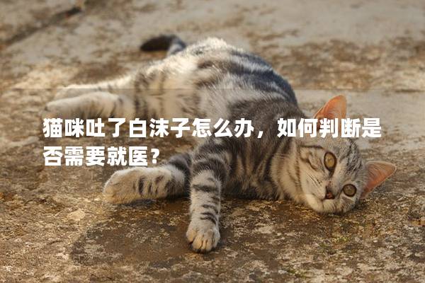 猫咪吐了白沫子怎么办，如何判断是否需要就医？