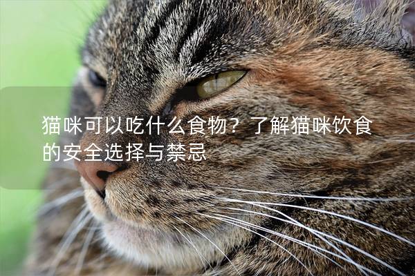 猫咪可以吃什么食物？了解猫咪饮食的安全选择与禁忌