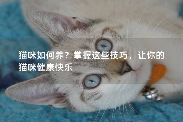 猫咪如何养？掌握这些技巧，让你的猫咪健康快乐