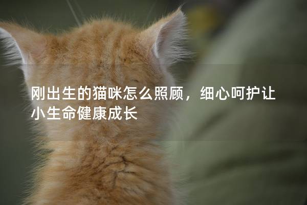 刚出生的猫咪怎么照顾，细心呵护让小生命健康成长