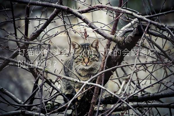 打猫咪的头会怎么样，真的会影响它的性格吗？