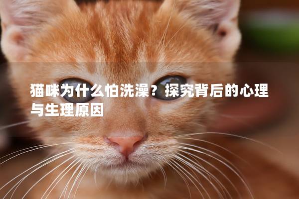 猫咪为什么怕洗澡？探究背后的心理与生理原因