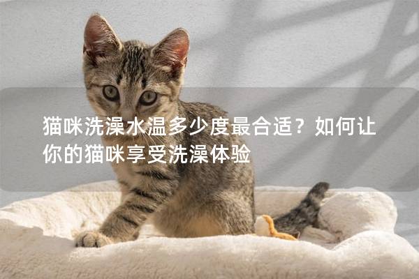 猫咪洗澡水温多少度最合适？如何让你的猫咪享受洗澡体验