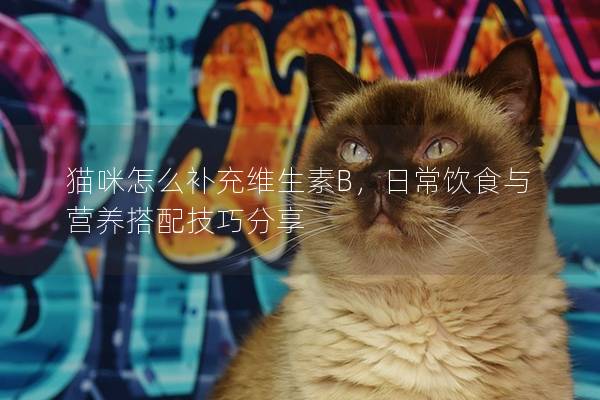 猫咪怎么补充维生素B，日常饮食与营养搭配技巧分享