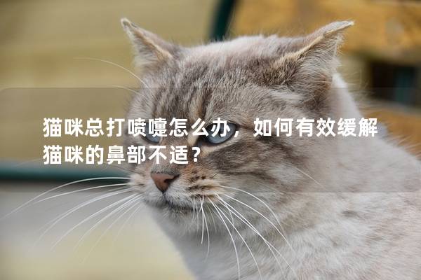 猫咪总打喷嚏怎么办，如何有效缓解猫咪的鼻部不适？