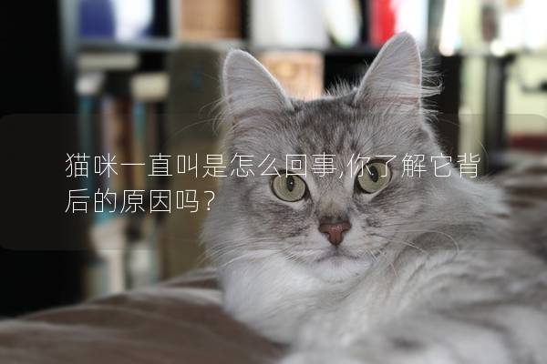 猫咪一直叫是怎么回事,你了解它背后的原因吗？