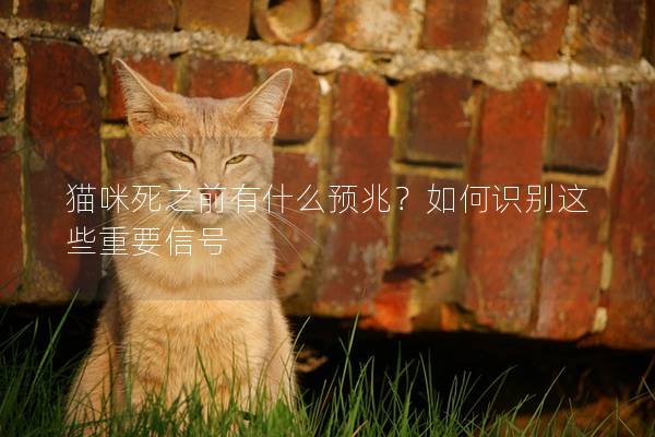 猫咪死之前有什么预兆？如何识别这些重要信号