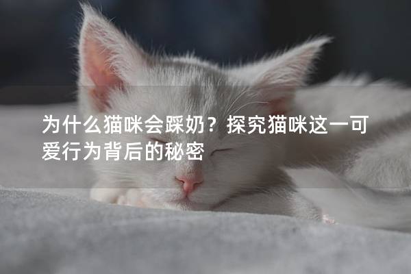 为什么猫咪会踩奶？探究猫咪这一可爱行为背后的秘密