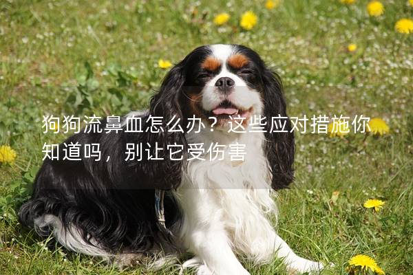 狗狗流鼻血怎么办？这些应对措施你知道吗，别让它受伤害