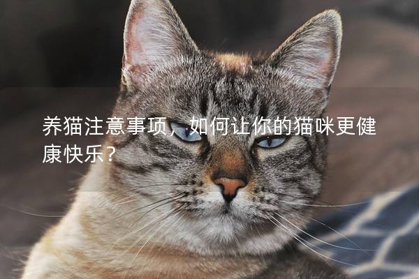 养猫注意事项，如何让你的猫咪更健康快乐？