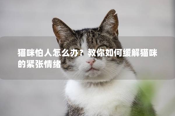 猫咪怕人怎么办？教你如何缓解猫咪的紧张情绪