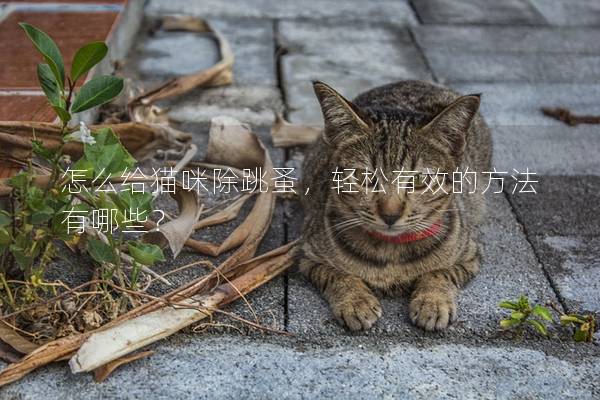 怎么给猫咪除跳蚤，轻松有效的方法有哪些？