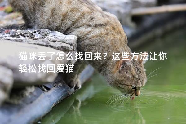 猫咪丢了怎么找回来？这些方法让你轻松找回爱猫