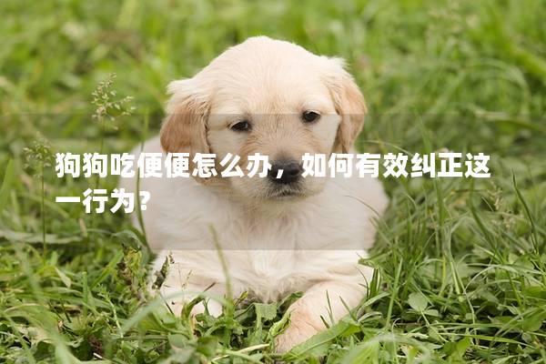 狗狗吃便便怎么办，如何有效纠正这一行为？