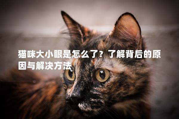 猫咪大小眼是怎么了？了解背后的原因与解决方法