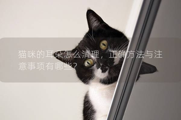 猫咪的耳朵怎么清理，正确方法与注意事项有哪些？