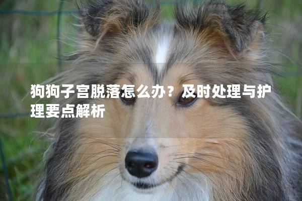 狗狗子宫脱落怎么办？及时处理与护理要点解析