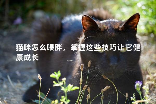 猫咪怎么喂胖，掌握这些技巧让它健康成长