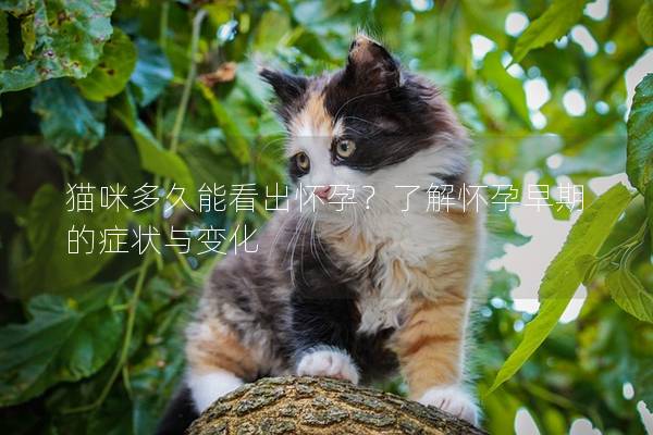 猫咪多久能看出怀孕？了解怀孕早期的症状与变化