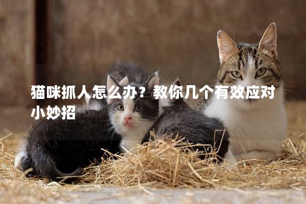 猫咪抓人怎么办？教你几个有效应对小妙招