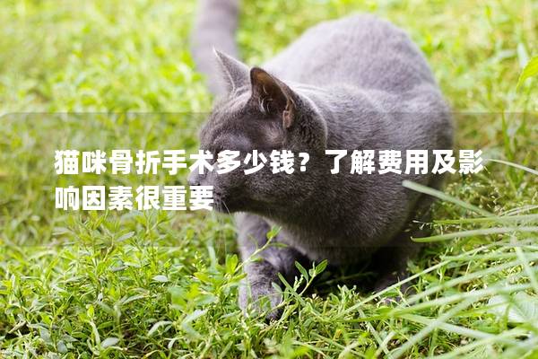 猫咪骨折手术多少钱？了解费用及影响因素很重要