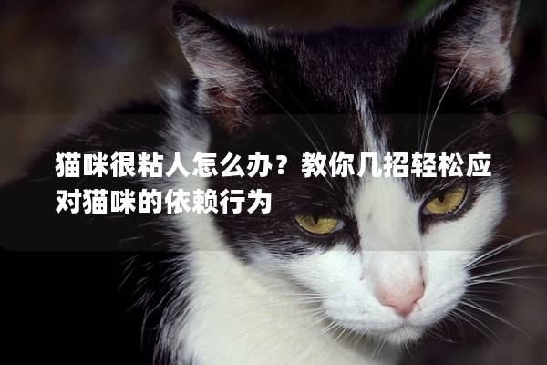 猫咪很粘人怎么办？教你几招轻松应对猫咪的依赖行为