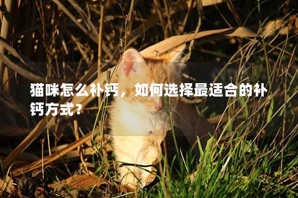 猫咪怎么补钙，如何选择最适合的补钙方式？