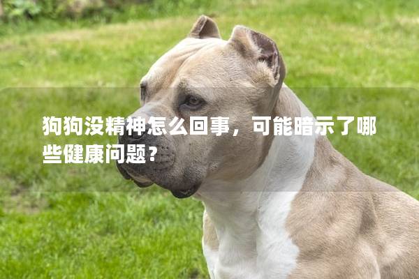 狗狗没精神怎么回事，可能暗示了哪些健康问题？