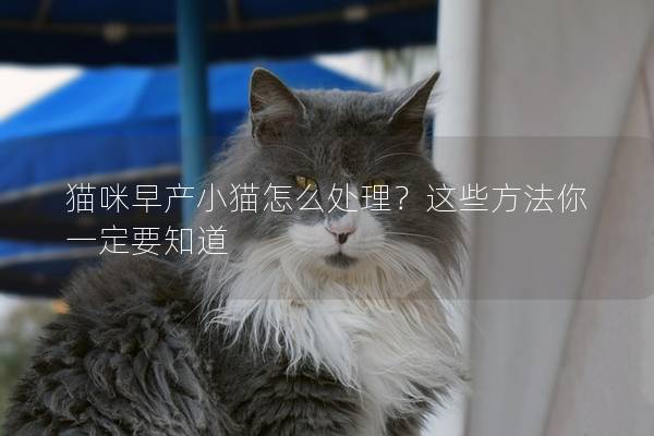 猫咪早产小猫怎么处理？这些方法你一定要知道