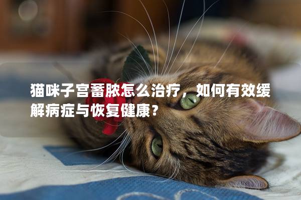 猫咪子宫蓄脓怎么治疗，如何有效缓解病症与恢复健康？