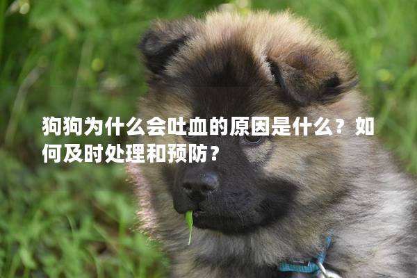 狗狗为什么会吐血的原因是什么？如何及时处理和预防？