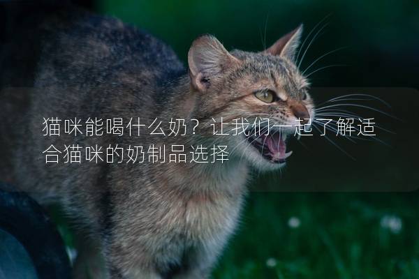 猫咪能喝什么奶？让我们一起了解适合猫咪的奶制品选择