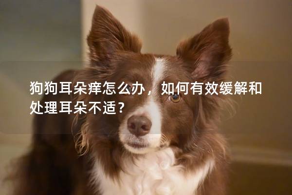 狗狗耳朵痒怎么办，如何有效缓解和处理耳朵不适？