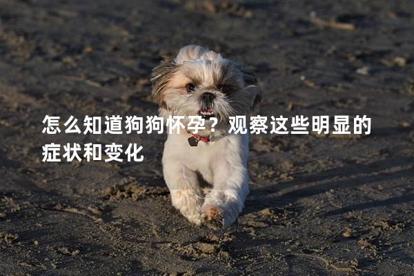 怎么知道狗狗怀孕？观察这些明显的症状和变化