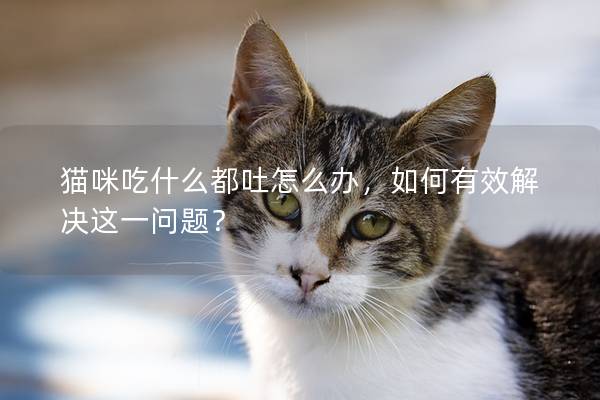 猫咪吃什么都吐怎么办，如何有效解决这一问题？