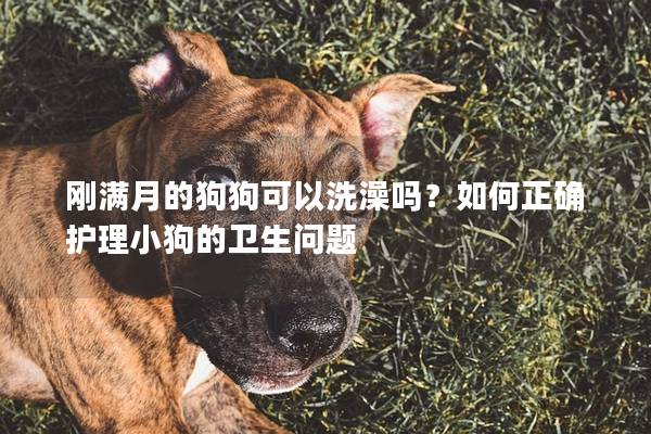 刚满月的狗狗可以洗澡吗？如何正确护理小狗的卫生问题