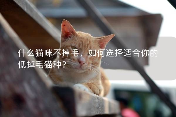 什么猫咪不掉毛，如何选择适合你的低掉毛猫种？