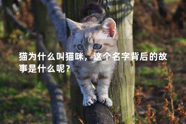 猫为什么叫猫咪，这个名字背后的故事是什么呢？