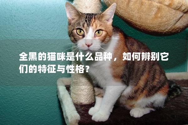 全黑的猫咪是什么品种，如何辨别它们的特征与性格？