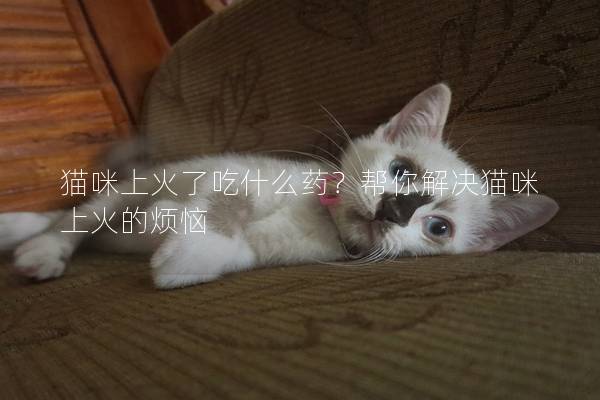 猫咪上火了吃什么药？帮你解决猫咪上火的烦恼