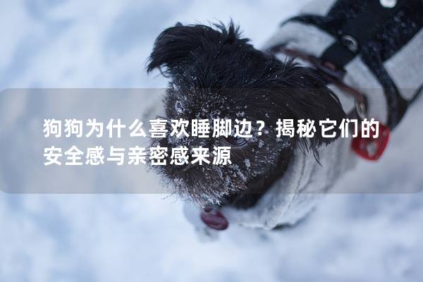 狗狗为什么喜欢睡脚边？揭秘它们的安全感与亲密感来源